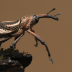 ferrodiscus
