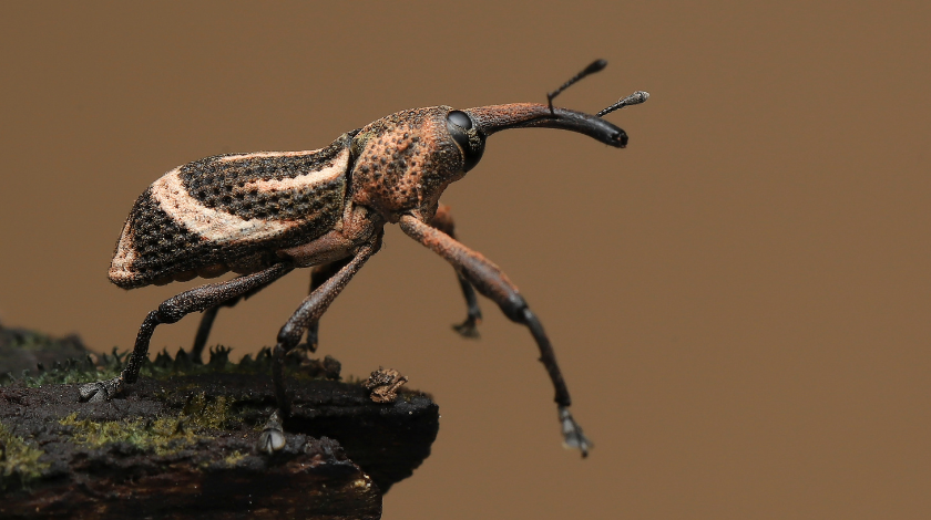 ferrodiscus